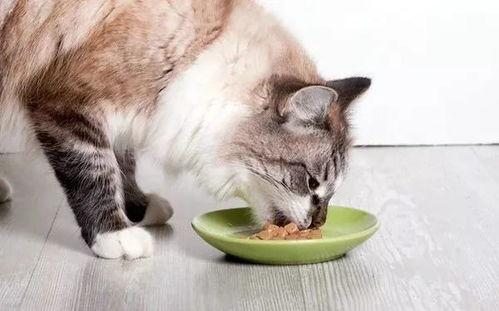 娱乐吃瓜小猫咪视频大全,盘点全网最火的吃瓜小猫咪视频合集