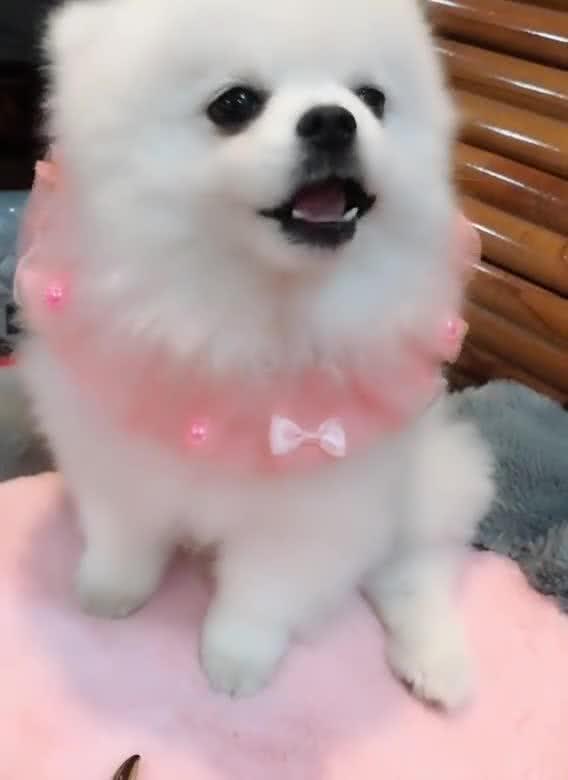 娱乐吃瓜酱小白狗