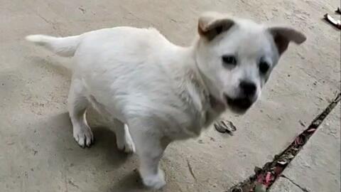 娱乐吃瓜酱小白狗