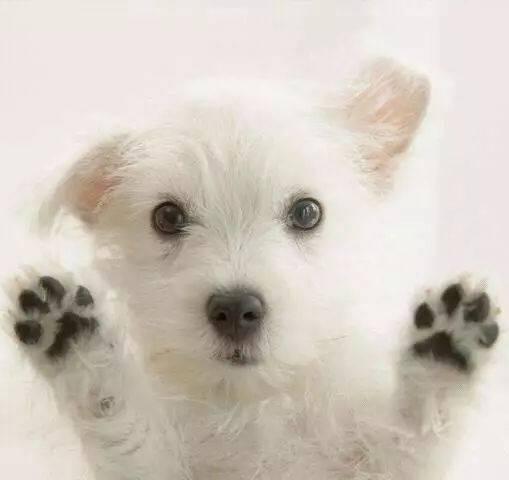 娱乐吃瓜酱小白狗