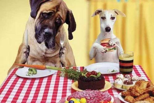 娱乐吃瓜养狗视频在线观看,在线观看乐翻天！