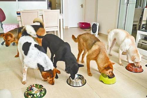 娱乐吃瓜养狗视频在线观看,在线观看乐翻天！