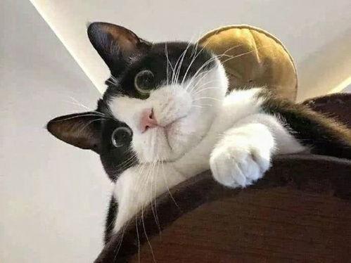 娱乐吃瓜酱猫拦截,揭秘娱乐圈幕后故事